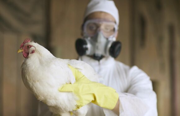 Scientists fear bird flu could mutate to spark deadly human pandemic | The Sun