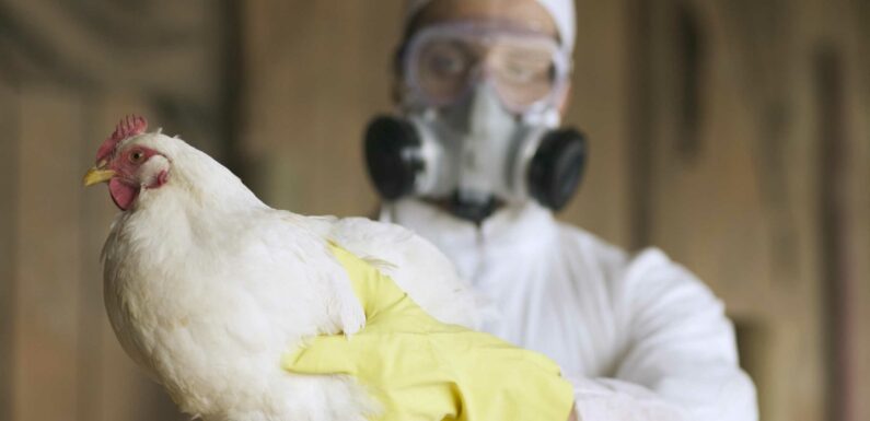 Scientists fear bird flu could mutate to spark deadly human pandemic | The Sun