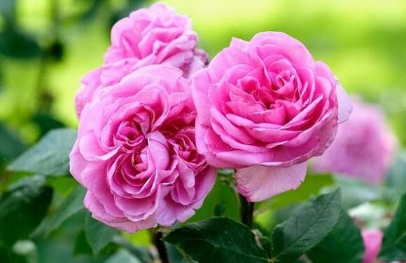 Start planning, planting and pruning for a summer show