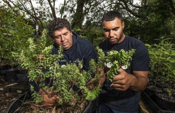 The battle to save Sydney’s floral treasures goes through these men
