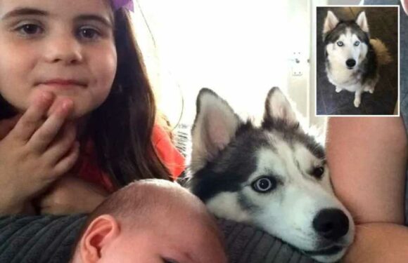 Three women and man rushed to hospital ‘with dog attack injuries’ after bulldogs target husky on walk | The Sun