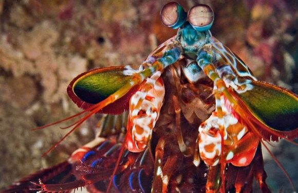 US army builds bone-breaking ‘murder shrimp’ robot with world’s strongest punch