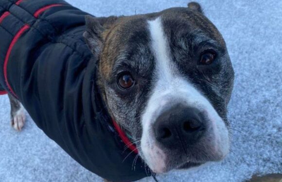 Unwanted dog left tied outside rescue centre as RSPCA issues plea