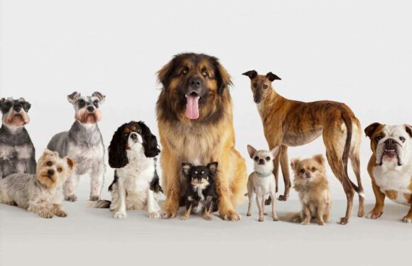 What are the most expensive dog breeds? | The Sun