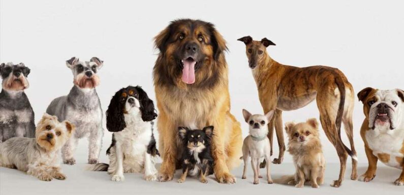 What are the most expensive dog breeds? | The Sun
