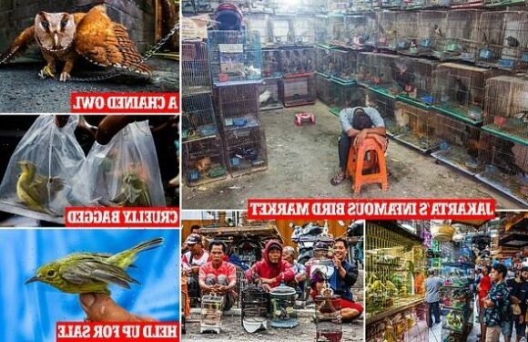 Wild birds with brilliant plumage are a status symbol in Indonesia