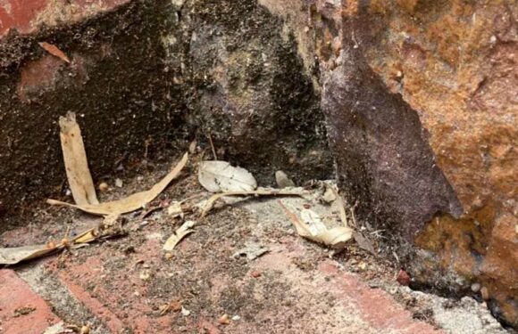 You could have the eyes of a hawk if you can spot the deadly danger lurking in this photo before it strikes | The Sun