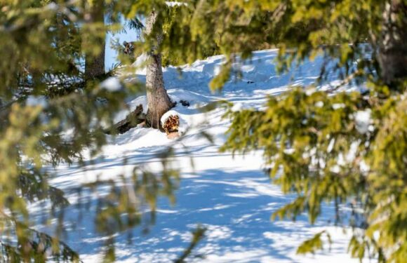 You have the eyes of a hunter if you can spot the tiger ready to pounce in this optical illusion in five seconds | The Sun