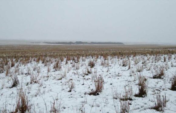 You must have the eyes of a wolf if you can spot the sheep hidden in plain sight in this photo | The Sun