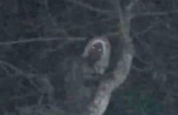 ‘Everything is mystical’: Mexican president posts photo of what he claims is an elf