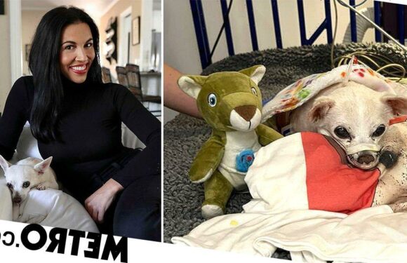 'I flew my dog from the US to the UK for life-saving surgery – it cost £25,000'