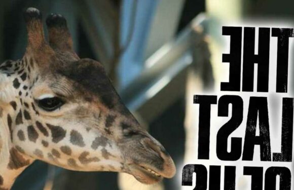 'The Last of Us' Calgary Zoo Giraffe Gets Big Break During Season Finale
