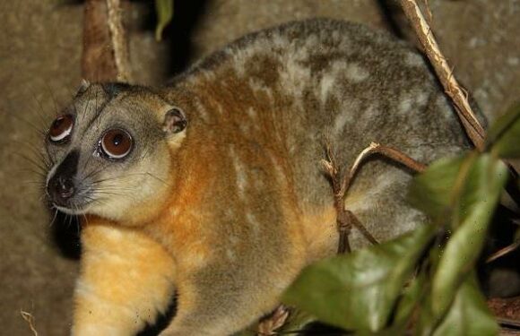 A possum feared extinct was discovered being cooked on a family's BBQ