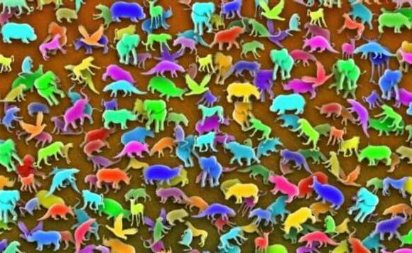 Animal puzzle only people with ‘extraordinary intelligence’ can solve