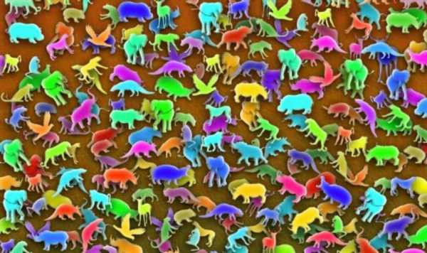 Animal puzzle only people with ‘extraordinary intelligence’ can solve