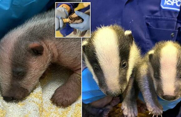 Baby badger found frozen 'solid' bonds with adopted brother