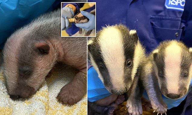 Baby badger found frozen 'solid' bonds with adopted brother