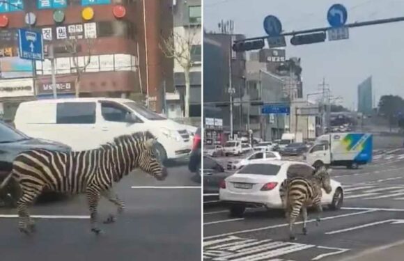 Bizarre moment ZEBRA charges through the streets of Seoul after escaping from zoo | The Sun