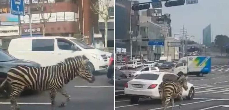 Bizarre moment ZEBRA charges through the streets of Seoul after escaping from zoo | The Sun