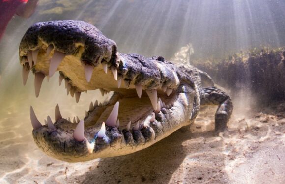 Brave fella jumps into croc-infested waters to snap some 600-pound beasts