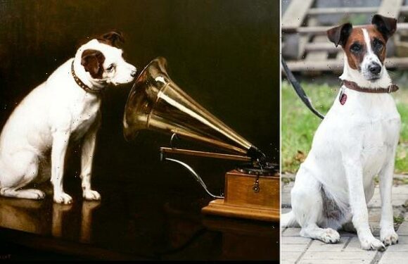 Breed of HMV dog Nipper is on the 'brink of extinction', figures show