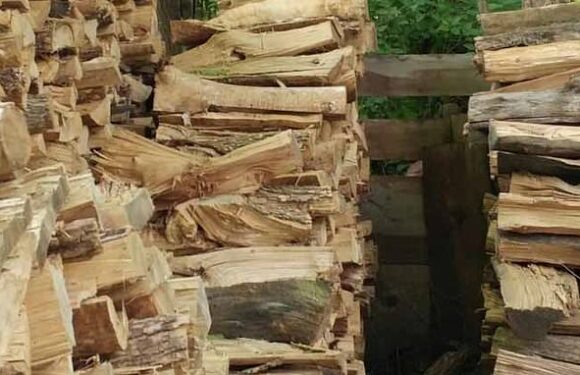 Can YOU spot the cat among the logs in five seconds?