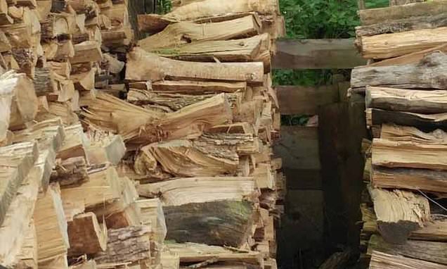 Can YOU spot the cat among the logs in five seconds?