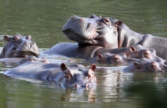 Colombia proposes new way to tackle hippo problem left by Pablo Escobar