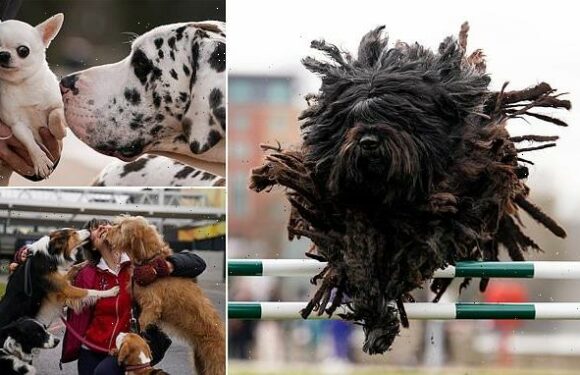 Crufts 2023: Contestants arrive in Birmingham ahead of competition
