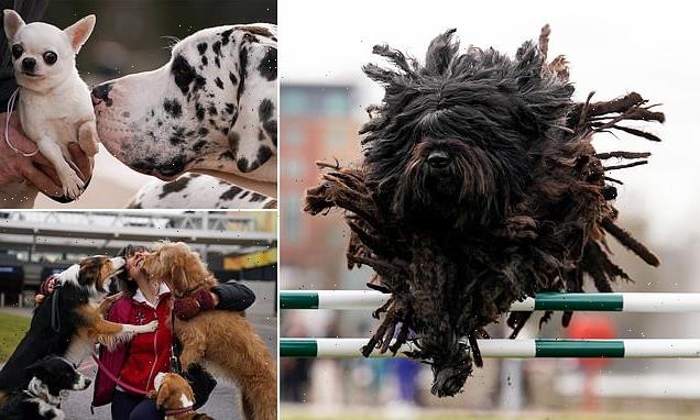 Crufts 2023: Contestants arrive in Birmingham ahead of competition