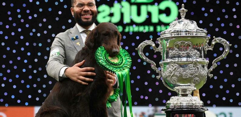 Crufts 2023: Start date, categories, tickets, past winners and how to watch | The Sun