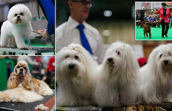 Crufts hopefuls arrive for the first day of competition in Birmingham