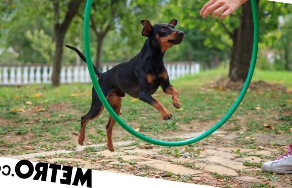 Crufts-worthy tricks you can easily teach your dog at home