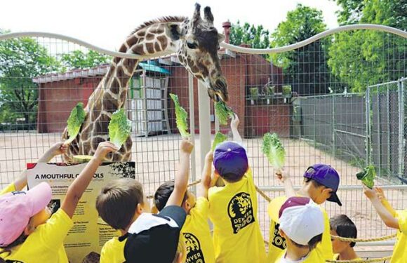 Denver Zoo native: 29-year-old giraffe euthanized due to failing health
