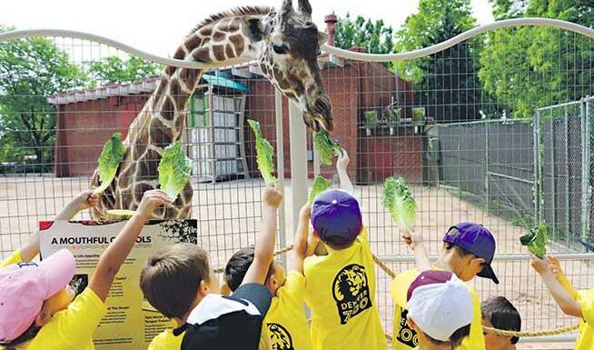 Denver Zoo native: 29-year-old giraffe euthanized due to failing health