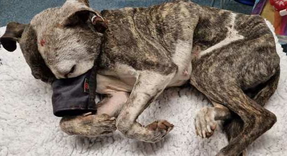 ‘Depraved scum’ bury dog alive after beating her with rocks and piling them on