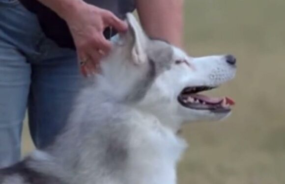 Dog whizz shares the four breeds never recommended to first-time owners – one of them has a diet that'll cost you loads | The Sun