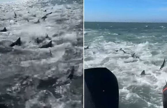 Dozens of sharks gather in feeding frenzy off the coast of Louisiana