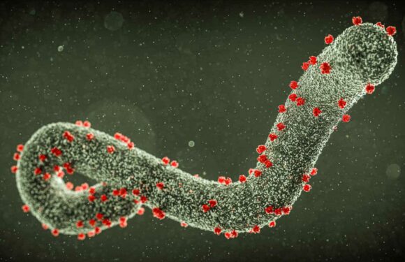 Ebola-like Marburg virus will 'spread internationally', scientists warn – as up to 32 dead | The Sun