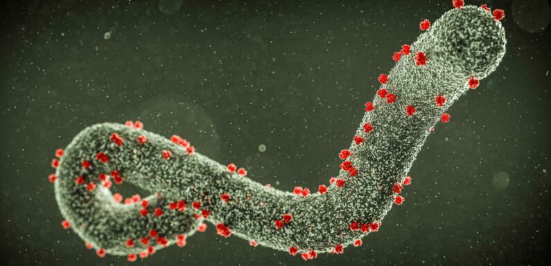Ebola-like Marburg virus will 'spread internationally', scientists warn – as up to 32 dead | The Sun