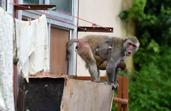 Enraged pack of monkeys kill 70-year-old woman in India