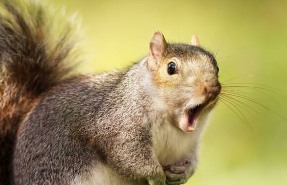 Five signs of a squirrel infestation including scratching walls