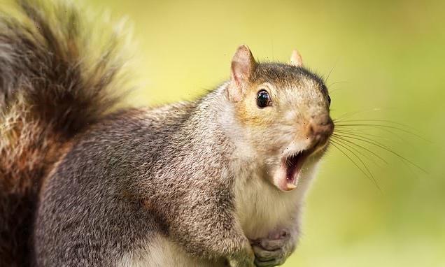 Five signs of a squirrel infestation including scratching walls