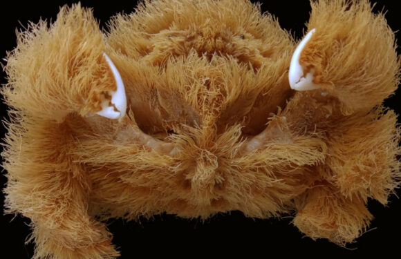 Hairdressing crabs, vicious wasps and gruesome plants among 600 new species