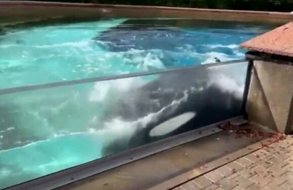 Heart-breaking moment ‘world’s loneliest orca’ Kiska swims round in circles and bangs head in ‘torturous’ tiny tank | The Sun