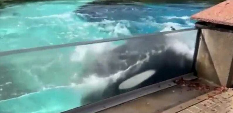 Heart-breaking moment ‘world’s loneliest orca’ Kiska swims round in circles and bangs head in ‘torturous’ tiny tank | The Sun