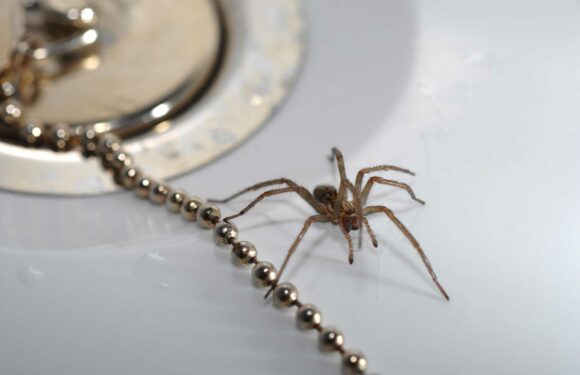 How can I get rid of spiders from my home? – The Sun | The Sun