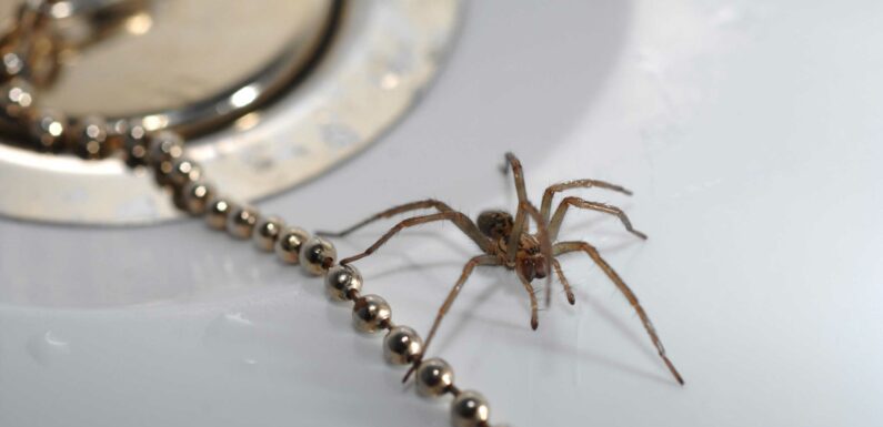 How can I get rid of spiders from my home? – The Sun | The Sun