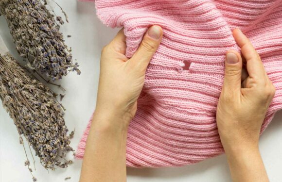 How do you get rid of moths and stop them from eating clothes? – The Sun | The Sun