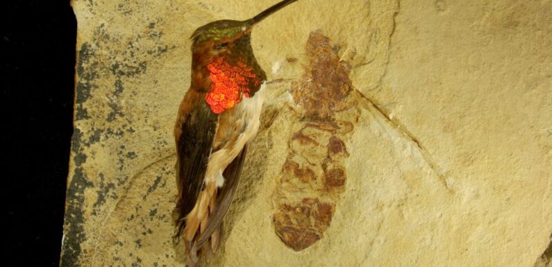 Huge remains of bird-sized ‘carnivorous’ ants found in wild historical discovery